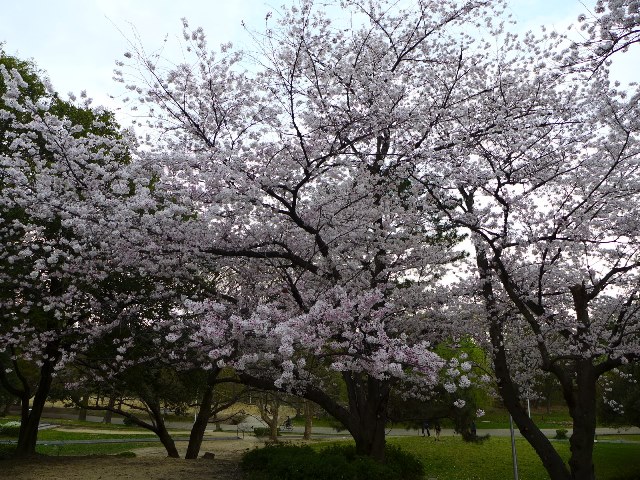 ｍの花見 持ちより会で夜桜を楽しみました 服部緑地公園 Mのランチ